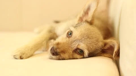 Puppy Stock Footage 40351168