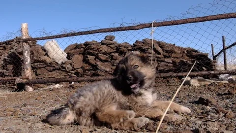 Puppy Video stock 71205899