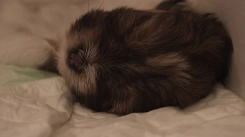 Puppy Stockbeeldmateriaal 75945424