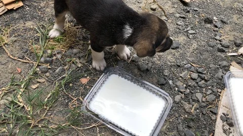 Puppy. Stock Footage 90625531