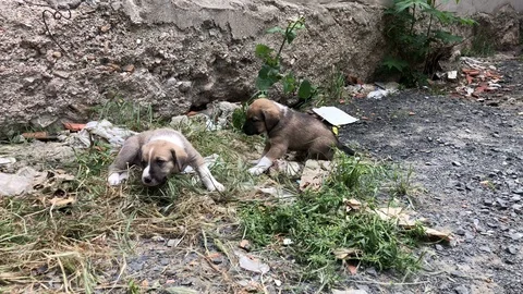 Puppy. Stock Footage 90625718