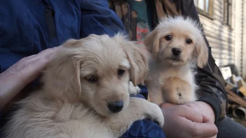 Puppy 库存影片 106097112