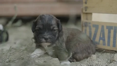 Puppy Stock Footage 166811109
