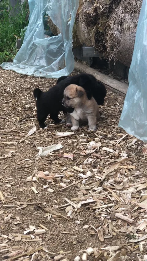 Puppy Stock Footage 168604328