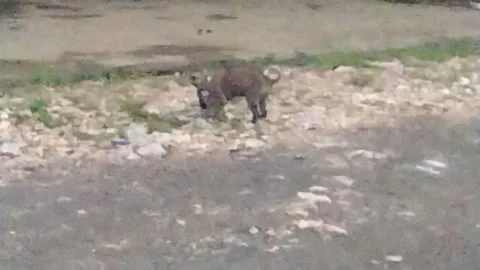Puppy Stock Footage 222756613