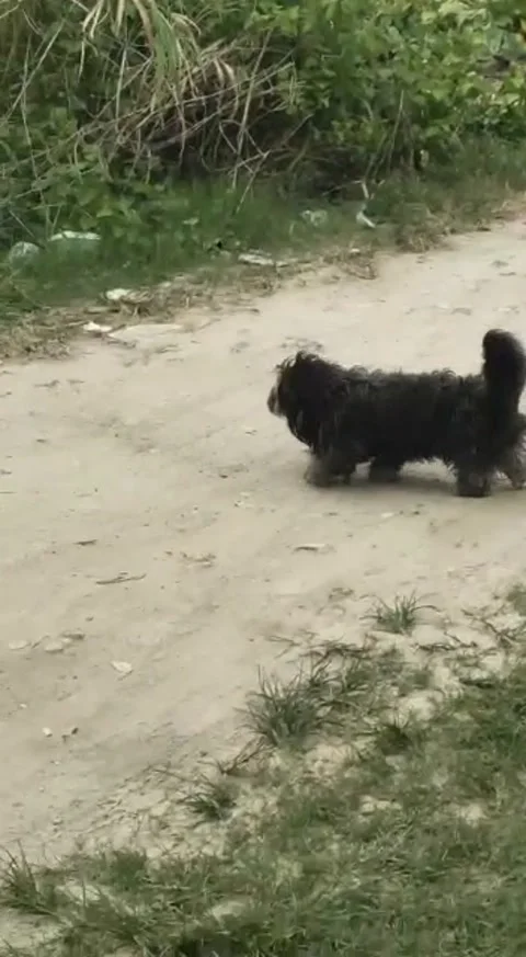 Puppy Stock Footage 235426729