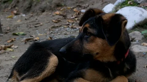 Puppy Stock Footage 238924921