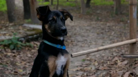 Puppy Stock Footage 238925062