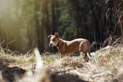 Puppy in the forest Stock Photos