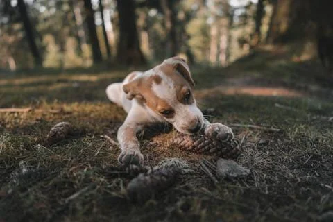 Puppy in the forest Foto stock