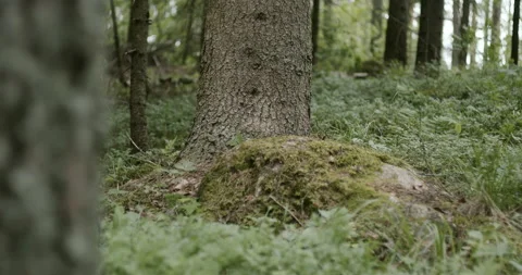 Puppy free in the forest Stock Footage 233992680