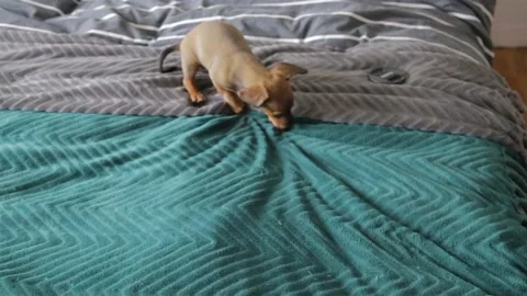 Puppy fun playing on the bed Stock Footage 151912971