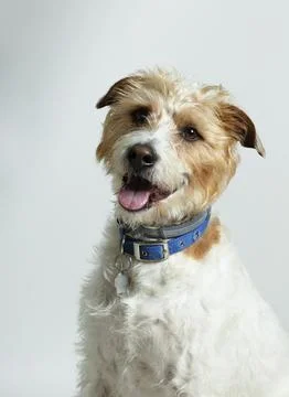 Puppy with funny expression Stock Photos