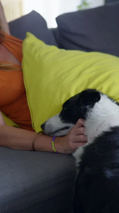 Puppy gently nudges a woman's hand as she relaxes on the sofa Vídeo Stock 346309273