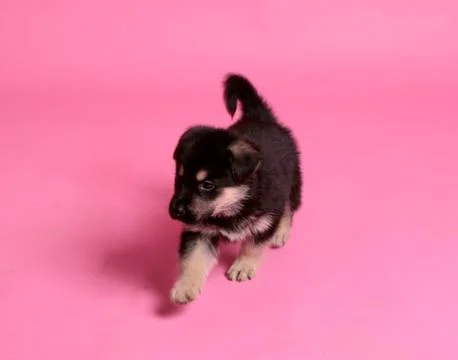 Puppy of german shepard Stock Photos