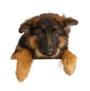 Puppy German Shepherd holding a banner isolated on a white background Stock Photos