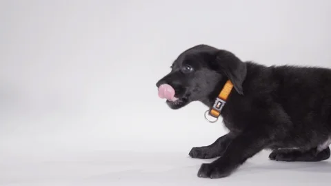 Puppy getting up and walking slow motion Stock Footage 110747981