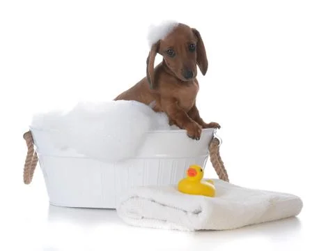 Puppy getting a bath Stock Photos