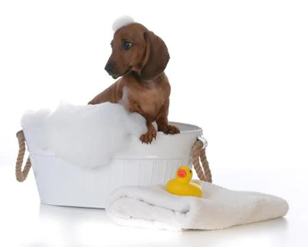 Puppy getting a bath Stock Photos