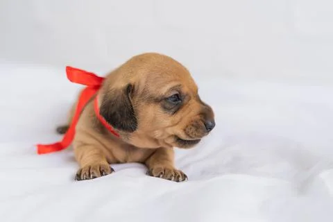 Puppy with a gift box Stock Photos