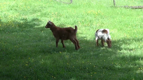 Puppy goat Stock Footage 22983416