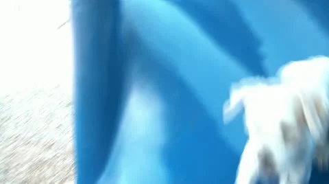 Puppy Going Down Slide Видео 12612076