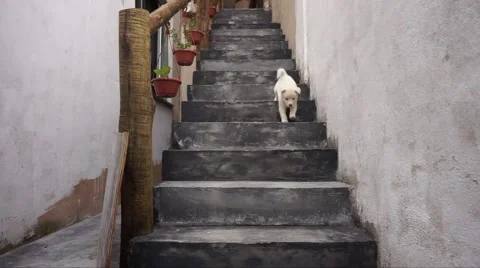 Puppy going down stairs Stock Footage 52022911