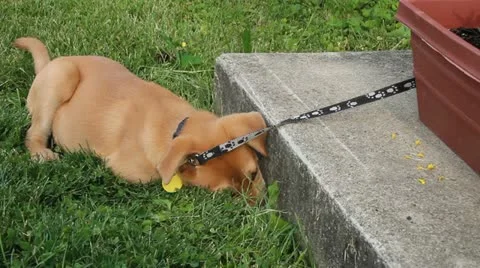 Puppy in the grass Video stock 11143319