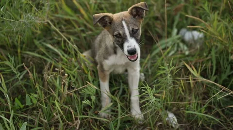 Puppy in the Grass Stock Footage 40313749