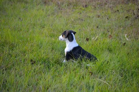 Puppy in the grass Foto stock