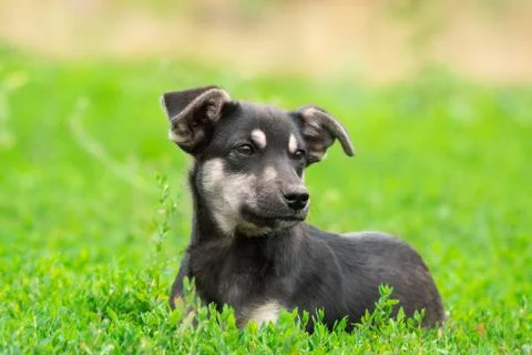 Puppy on the grass Stock Photos