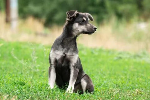 Puppy on the grass Stock Photos