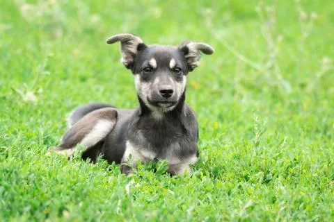 Puppy on the grass Stock Photos