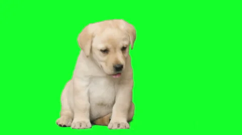 Puppy on a green screen Vídeo Stock 61845876