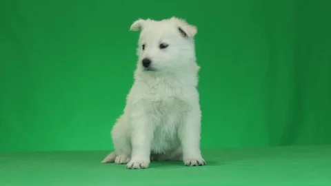 Puppy on a green screen Stock Footage 78560140