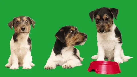 Puppy on green screen Stock Footage 310937524