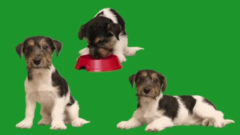 Puppy on green screen Stock Footage 310937577