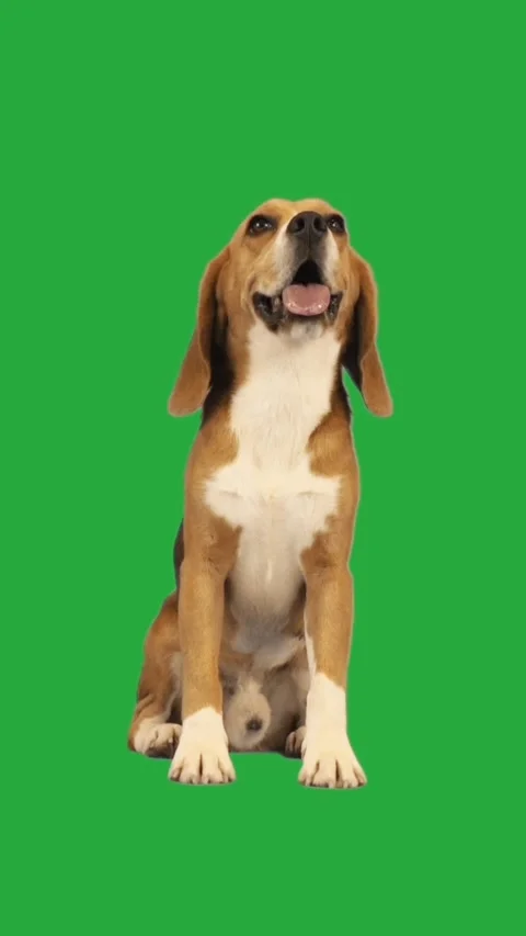 Puppy on green screen Stock Footage 311269288