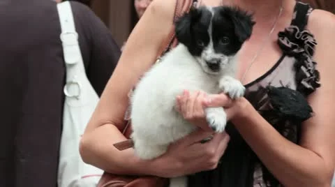 Puppy on the hands Stock Footage 20588517