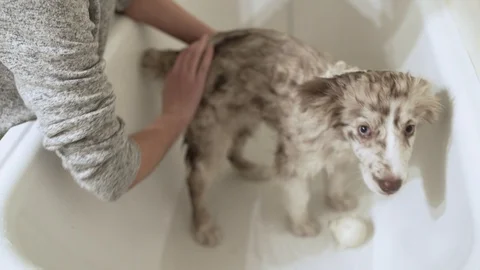 Puppy Having His First Bath 動画素材 88261654