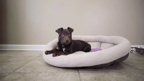Puppy In His Bed looking at the camera Stock Footage 243564674
