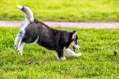 .Puppy husky jump Foto stock