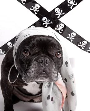 Puppy image Foto stock