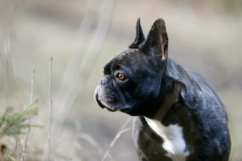 Puppy image Stock Photos