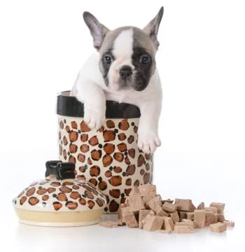 Puppy inside cookie jar Stock Photos