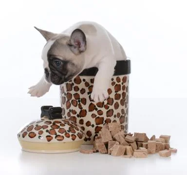 Puppy inside cookie jar Stock Photos