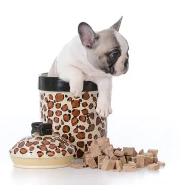 Puppy inside cookie jar Stock Photos