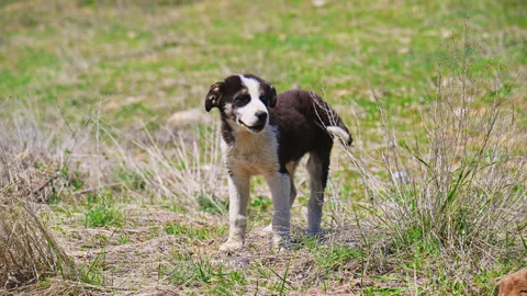 Puppy investigates patch of grass 스톡 동영상 333122853