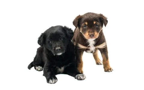 Puppy isolated Stock Photos