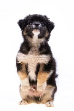 Puppy isolated Stock Photos